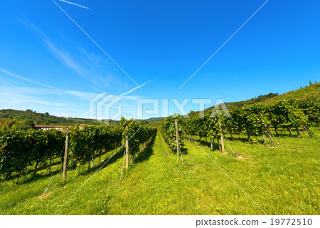 Italian Vineyards - Valpolicella Wine Italian Vineyards - Valpolicella Wine 19772510