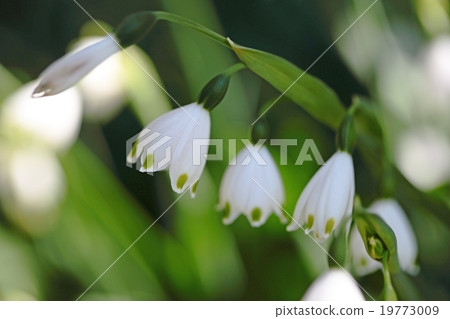 Snowflake flowers 19773009