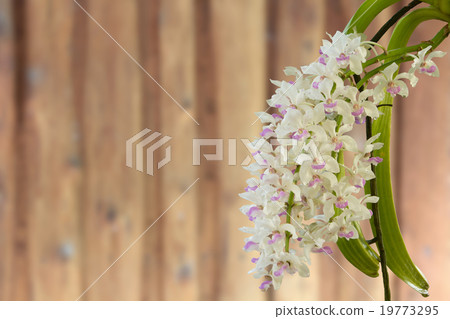 close up of small white purple orchid flowers . close up of small white purple orchid flowers . 19773295