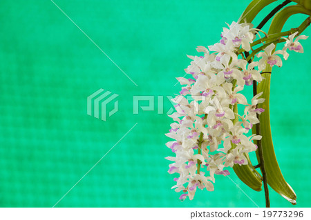 close up of small white purple orchid flowers . close up of small white purple orchid flowers . 19773296