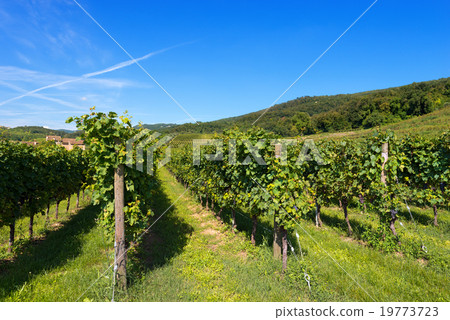 Italian Vineyards - Valpolicella Wine Italian Vineyards - Valpolicella Wine 19773723