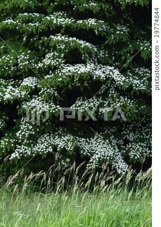 Yamabashi Bloom 19774844