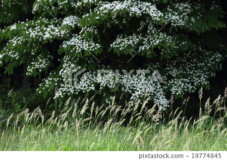 Yamabashi blooms 19774845