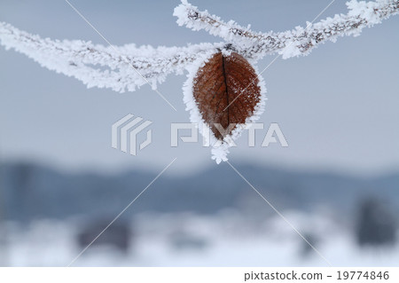 Morning of the fog ice 19774846