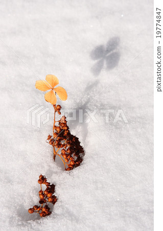 Snowy flowers 19774847