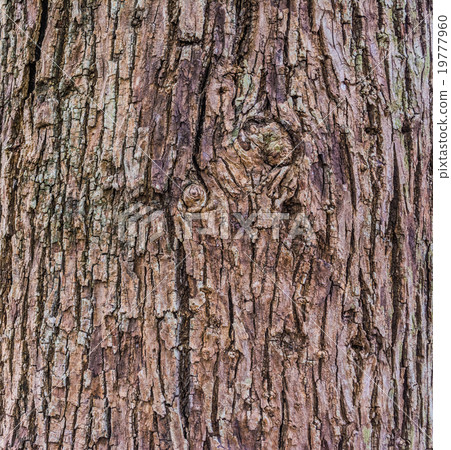 Close up shot of brown tree bark Texture. 19777960