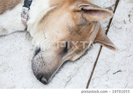 Sleeping Dog Sleeping Dog 19781055