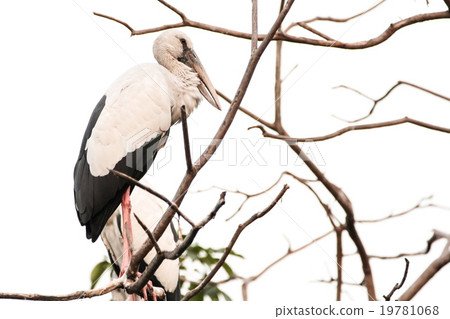 Asian Openbill (Anastomous oscitans), Bird. Asian Openbill (Anastomous oscitans), Bird. 19781068