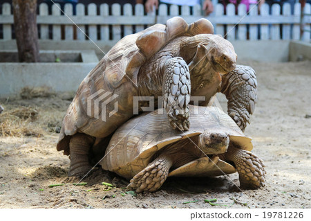 turtles have sex 19781226
