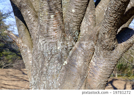 Cherry tree's trunk 19781272