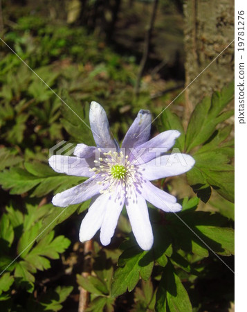 冰川的花 19781276