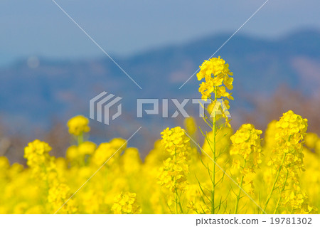 強姦開花 19781302