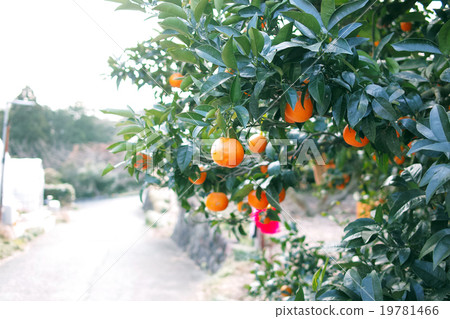 Mandarin orange Mandarin orange 19781466