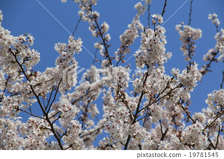 Cherry Blossoms Cherry Blossoms 19781545