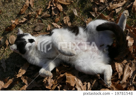 Nora cat 1-11 Nora cat 1-11 19781548