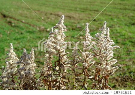 Seiitaka-ouwadachi grass 19781631