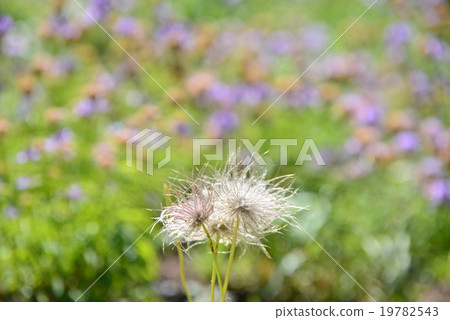 Fluff of Okinagusa 19782543