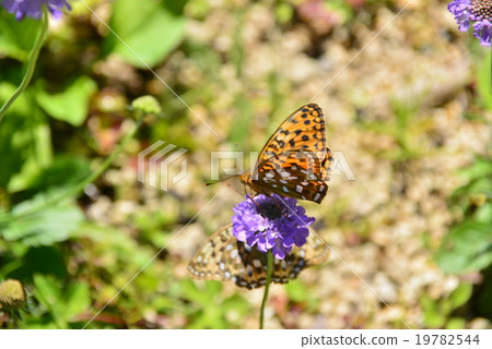 Python butterfly 19782544