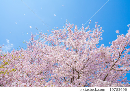 櫻花盛開 19783696