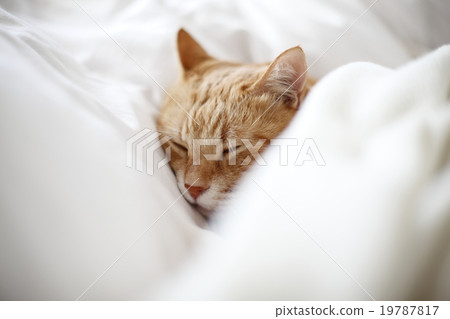 Sleeping cat Sleeping cat 19787817