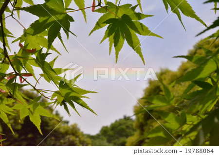 彩虹和秋葉 19788064