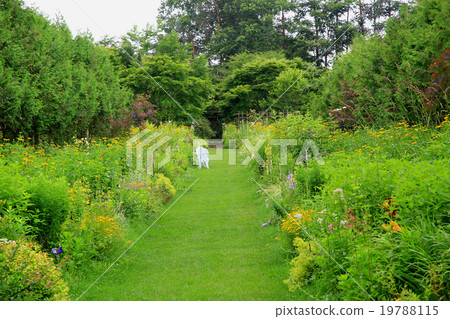 Hokkaido Purple Bamboo Garden 19788115