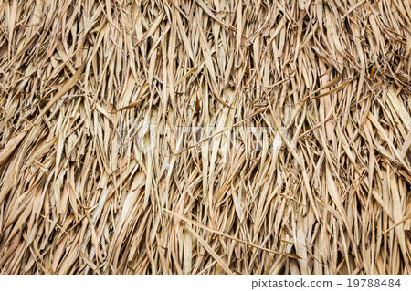 roof made of dried leaves of the cogon grass roof made of dried leaves of the cogon grass 19788484