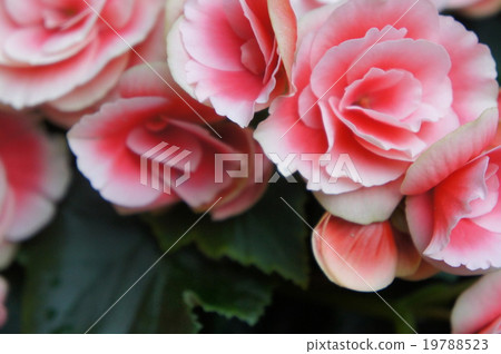 Begonia 19788523