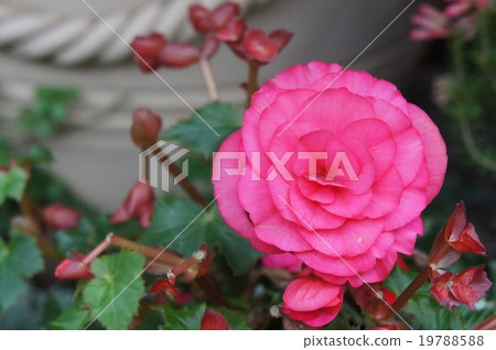 Begonia 19788588