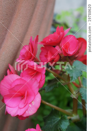 Begonia 19788620