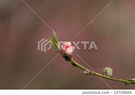 Genpei (Genkai, Peach) Part 1. Peach blossom Genpei (Genkai, Peach) Part 1. Peach blossom 19788666