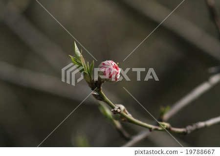 Genpei (Genkai, Peach) Part 2. Peach blossom 19788667