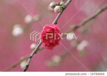 Genpei's weeping (screeching weeping, peach) Part 1. Peach blossom Genpei's weeping (screeching weeping, peach) Part 1. Peach blossom 19788668