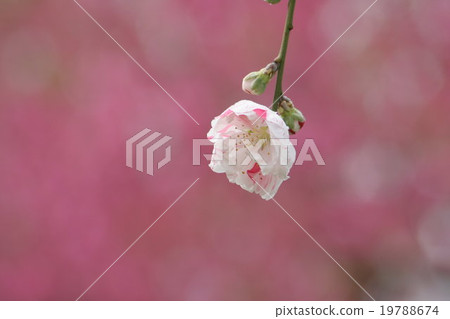 Genpei's weeping (disappearing, peach) No.2. Peach blossom Genpei's weeping (disappearing, peach) No.2. Peach blossom 19788674