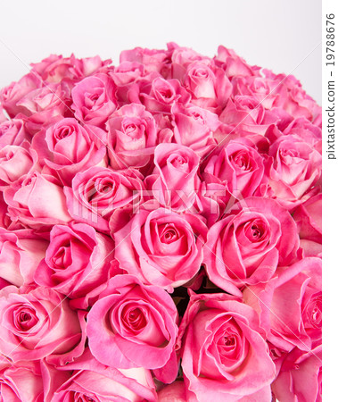 Pink roses on white background Pink roses on white background 19788676