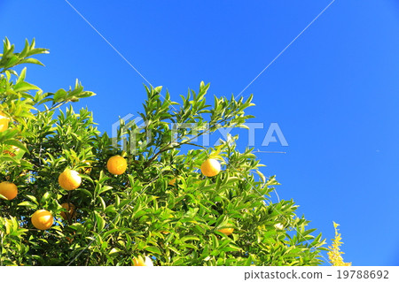 藍天和桔子樹 19788692