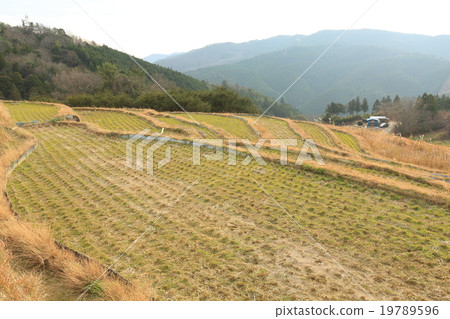 Rice terrace of Kurume tree in winter Rice terrace of Kurume tree in winter 19789596