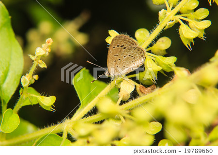 Butterfly on plant 19789660