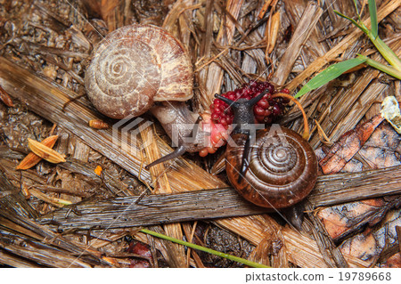 Snail eating mulberry Snail eating mulberry 19789668