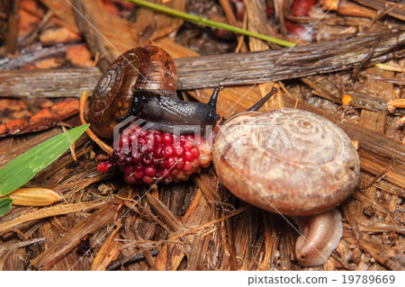 Snail eating mulberry Snail eating mulberry 19789669