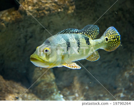 Cichla Azul river fish underwater Cichla Azul river fish underwater 19790264