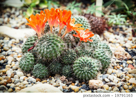 Detail photo of Rebutia almeyeri plant, beauty in nature Detail photo of Rebutia almeyeri plant, beauty in nature 19791163