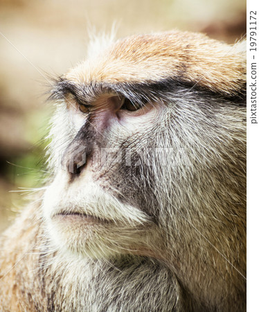 Close up portrait of Patas monkey (Erythrocebus patas) 19791172