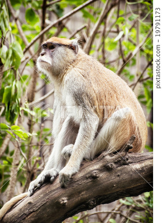 Patas monkey (Erythrocebus patas) sitting on the branch and obse 19791173