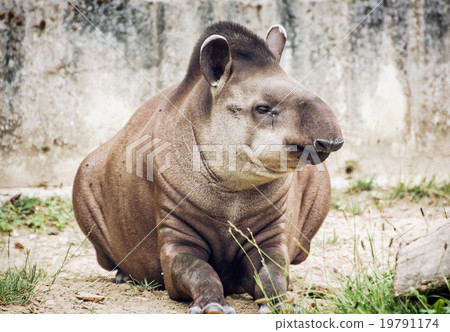 South American tapir (Tapirus terrestris), animal scene 19791174