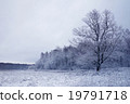 winter season tree on the edge of the forest  19791718