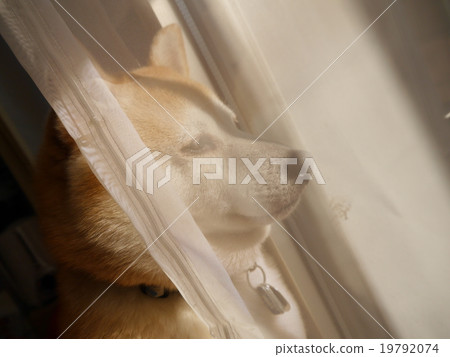 Shiba Inu stares at the sunset Shiba Inu stares at the sunset 19792074