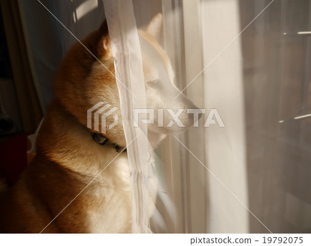 Shiba Inu stares at the sunset Shiba Inu stares at the sunset 19792075