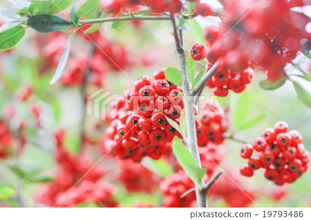 red fruit 19793486