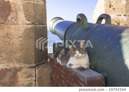 Protective cat at the harbor Protective cat at the harbor 19793504